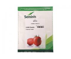فروش بذر گوجه بریویو سیمینس